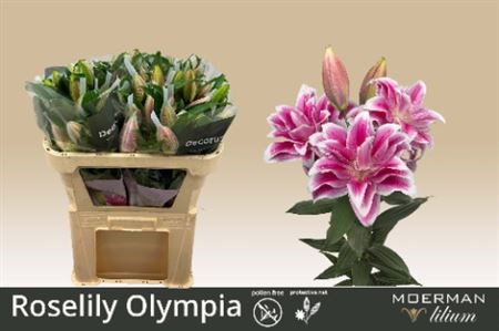 Лилия-Lilium-Or Du Rl Olympia-70cm 57203df0-b9fb-11ee-0a80-0094000e013b