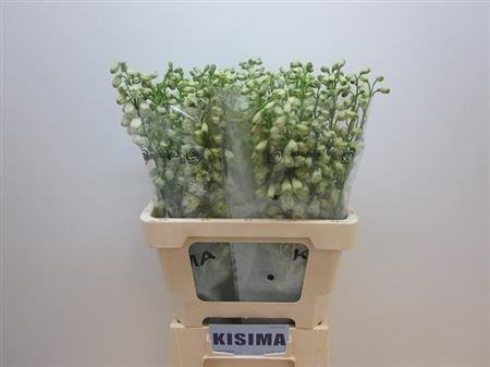 Дельфиниум-Delphinium-El Guard White-60cm 5736ae78-bfa4-11ec-0a80-0b4c0006da75