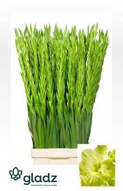 Гладиолус Gr-Gladiolus Gr-Kio-110cm--170gr 5737bd05-5bf7-11f0-0a80-0ccf00458180