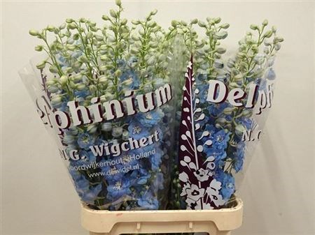 Дельфиниум-Delphinium-El Dewi Boy-80cm 57f503ef-bfa4-11ec-0a80-0b4c0006db5a
