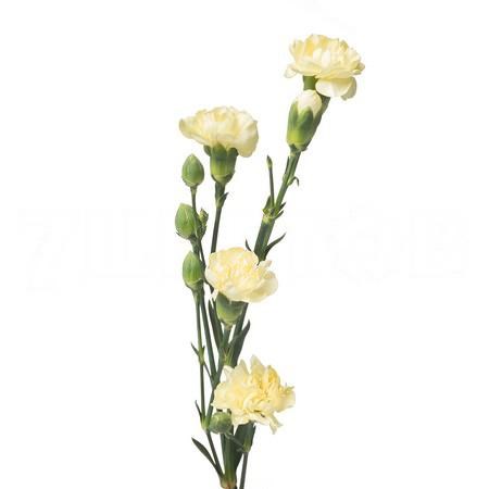 Гвоздика куст SE-Dianthus sp SE-Caesar-FC-vn 580574bb-c119-11ee-0a80-13f900176743