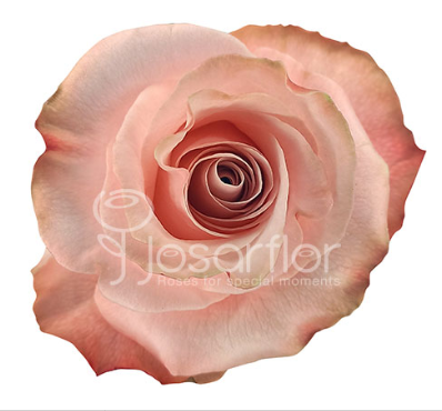 Роза-Rosa-Be Sweet-50cm-QA 09c31d1b-baea-11ee-0a80-147f0000fc87