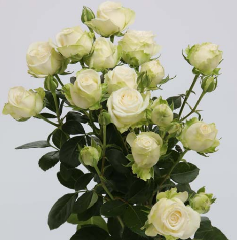 Роза куст-Rosa sp-Miss Bombastic-60cm--Ge 58a49b6b-001b-11f1-0a80-00be0030db4d