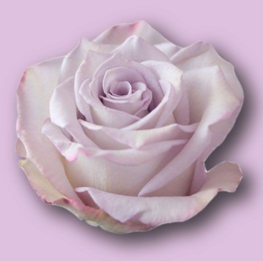Роза-Rosa-Skygarden-50cm-AG 58ba24f5-bfa9-11ec-0a80-0b4c000b9188