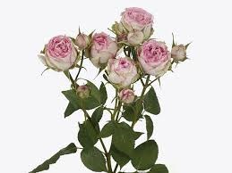 Роза куст-Rosa sp-Misty Blossoms-60cm-Si 5905bacb-c973-11ed-0a80-0eec000f83a1