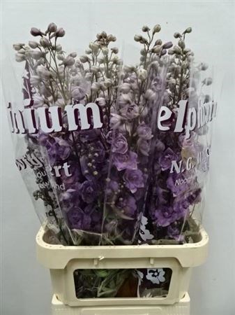 Дельфиниум-Delphinium-El Dew Mari Ro-95cm 59204a64-bfa4-11ec-0a80-0b4c0006dcd1