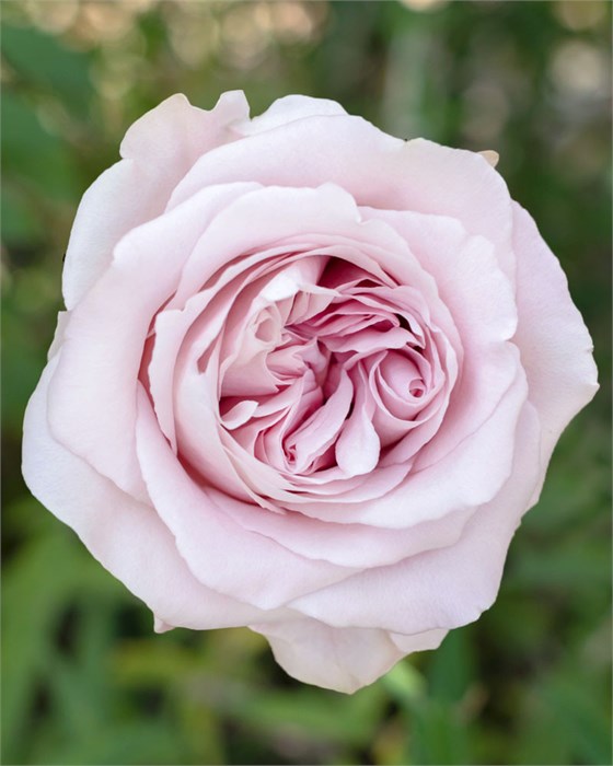 Роза-Rosa-Sweet 4 Love-50cm-CN 593c783f-1b30-11ee-0a80-044d00111937
