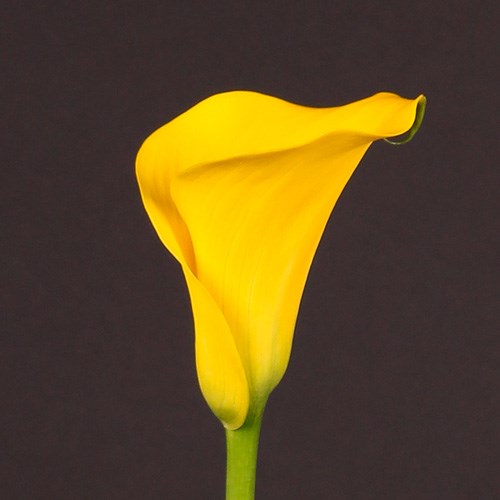 Калла-Zantedechia-Capt Solo-65cm 5998916d-666a-11ee-0a80-038d007aad96