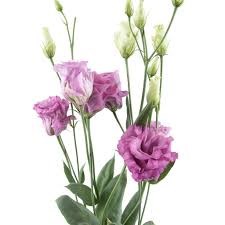 Лизиантус G-Lisianthus G-Celeb Grape--70cm/ 59a1f78c-72e9-11ed-0a80-0fcb001c45e5