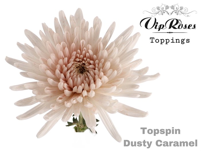 Хризантема одн-Chrysant Gr-Topspin Dusty Caramel-75cm-90gr 09dfdbb5-16f1-11ed-0a80-00b300183c39