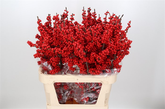 Илекс-Ilex Red-60cm 5a3603cf-a5a8-11ef-0a80-0968003a780b