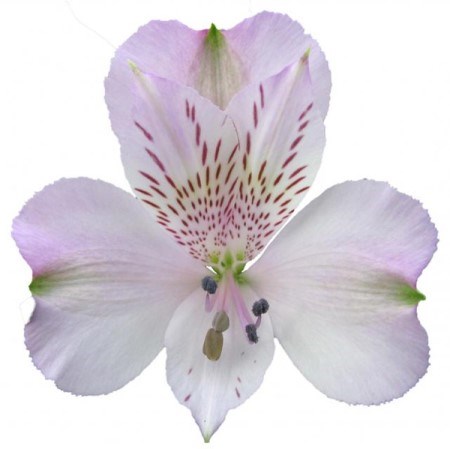 Альстромерия-Alstroemeria-Pacific-70cm-PA 5a5ba6de-91de-11ef-0a80-04d8001b028c
