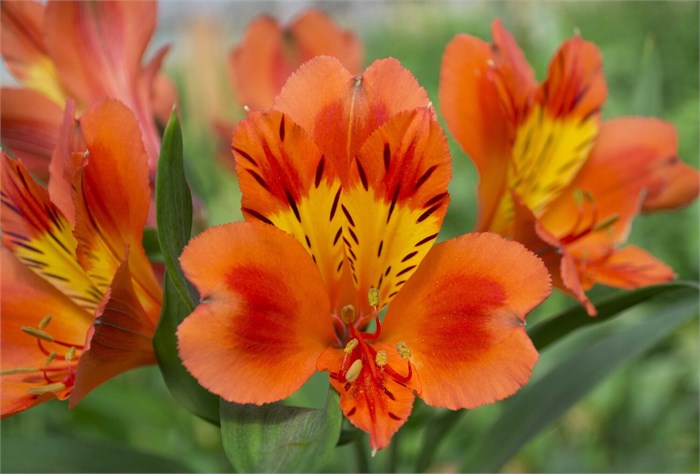Альстромерия-Alstroemeria-Orange Queen-70cm-PA 5a6185db-91de-11ef-0a80-04d8001b0292