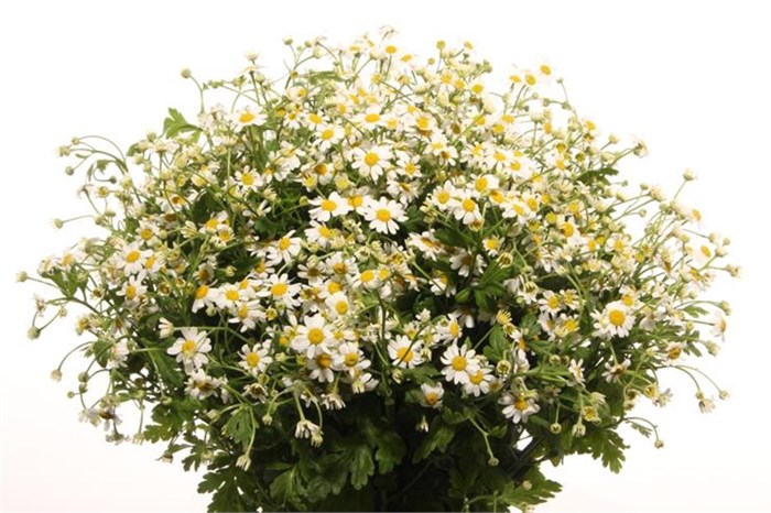 Матрикария-Tanacetum-Pa Single Vegmo-65cm-525gr 5a94a32f-c888-11ed-0a80-11890004b13c
