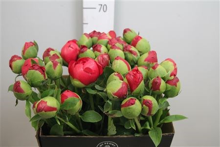 Пион-Paeonia-Command Performance-55cm 09e61b0e-99a8-11ed-0a80-0071003ad7bb