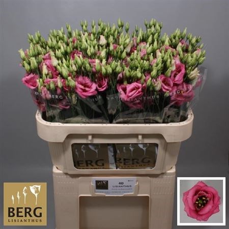 Лизиантус G-Lisianthus G-Rosi Hot Pink-72cm 5ab13423-666a-11ee-0a80-038d007aadc8