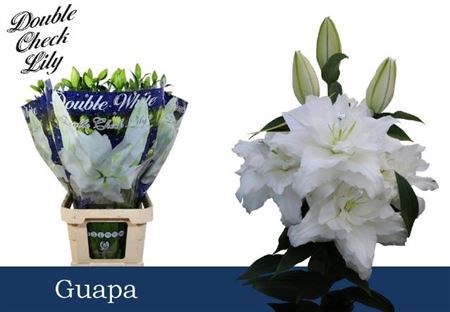 Лилия-Lilium-Or Du Guapa-80cm 5ab6d327-666a-11ee-0a80-038d007aadcc