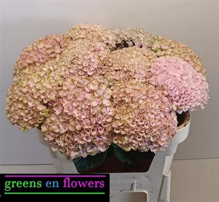 Гортензия-Hydrangea-M Mag Revolu Rz-70cm 5ac5cb75-2eea-11ef-0a80-103c00190d0f