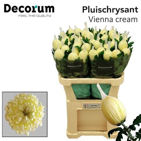Хризантема одн-Chrysant Gr-Vienna Cream-72cm-110gr 5ae617f3-666a-11ee-0a80-038d007aaddb