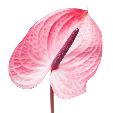Антуриум-Anthurium-A Candy-40cm 5b1d7aea-666a-11ee-0a80-038d007aadfc