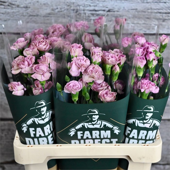 Гвоздика куст-Dianthus tr-Mocha Sweet-60cm 5b2666ef-2eea-11ef-0a80-103c00190d1e