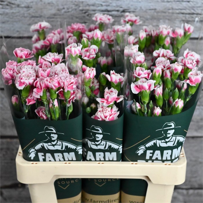 Гвоздика куст-Dianthus Tr-Skyline-60cm 5b2a8766-2eea-11ef-0a80-103c00190d21