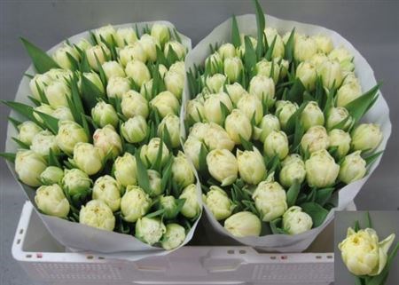 Тюльпан-Tulip-Du Piste Creme-35cm-29gr 5b5cd402-c888-11ed-0a80-11890004b151