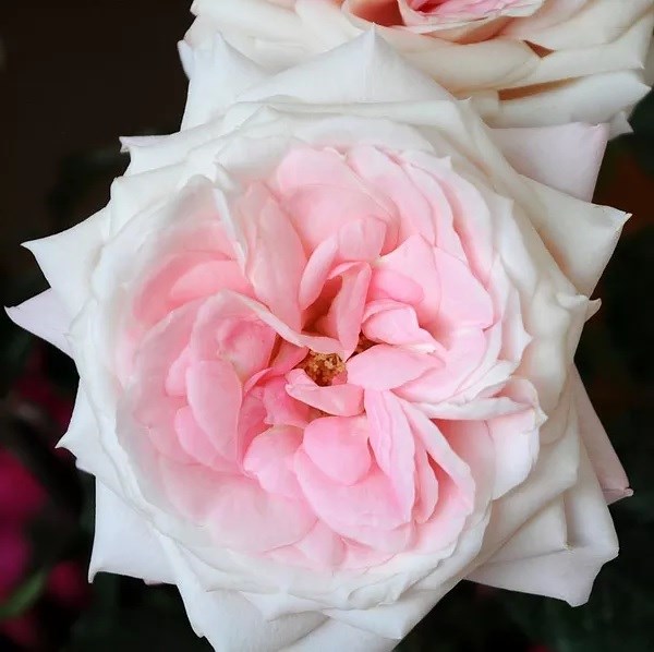 Роза-Rosa-Mayra`s Bridal Pink-50cm-FL 5b93acfa-1f4f-11ee-0a80-03a50000efb6