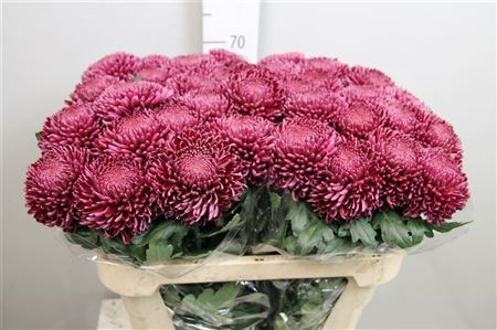 Хризантема одн-Chrysant Gr-Bigoudi Purple-75cm 0a05807d-bfa6-11ec-0a80-0b4c00086c6a