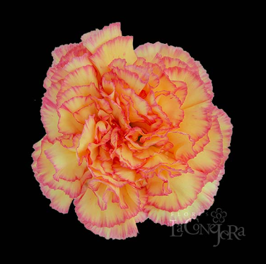 Гвоздика SE-Dianthus SE-Sunny Komachii-FC 0a068680-a2fa-11ed-0a80-0702002bb0c9