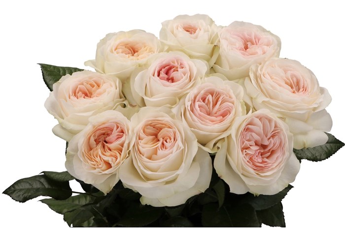 Роза-Rosa-Lorena Summerhouset-50cm-JR 5c01edd4-fd5d-11ee-0a80-06e90037aee3