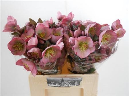 Хеллеборус-Helleborus-Frk Doroth Dawn-40cm 5c0296c0-1177-11f0-0a80-0da3000f9789