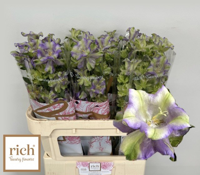Кампанула-Campanula-M Evergr Blu-80cm 5c0af44c-185a-11ef-0a80-0f9c0021a43b