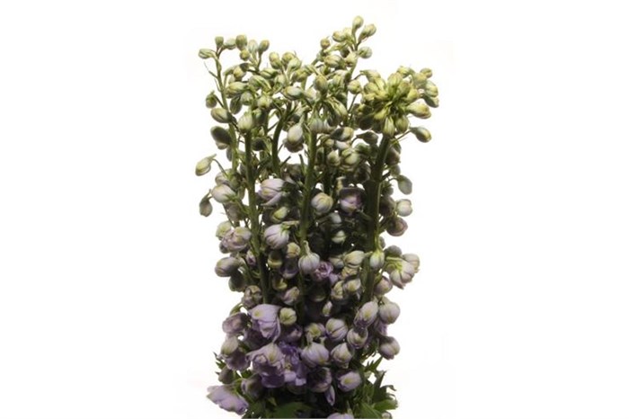 Дельфиниум-Delphinium-El Mag F Laven-80cm 5c121372-bfa4-11ec-0a80-0b4c0006df1f