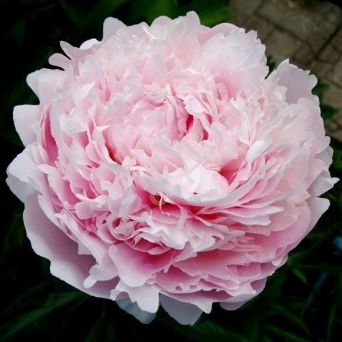 Пион-Paeonia-Pillow Talk-PN 5c185a76-5f3f-11ed-0a80-0bf1000709d7