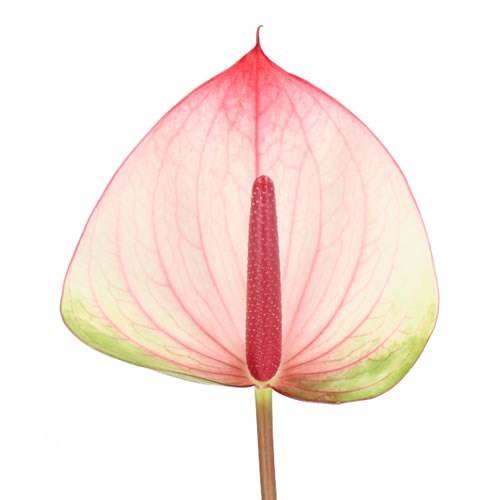 Антуриум-Anthurium-Maxima Elegance 5c2b5442-8e51-11f0-0a80-00490027d3e5