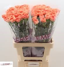 Гвоздика ст-Dianthus st-St Tamarind-65cm 5c2beecc-1177-11f0-0a80-0da3000f978f