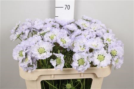 Скабиоза-Scabiosa-Davida--65cm 5c46acab-117c-11ed-0a80-0d83002e3e7e