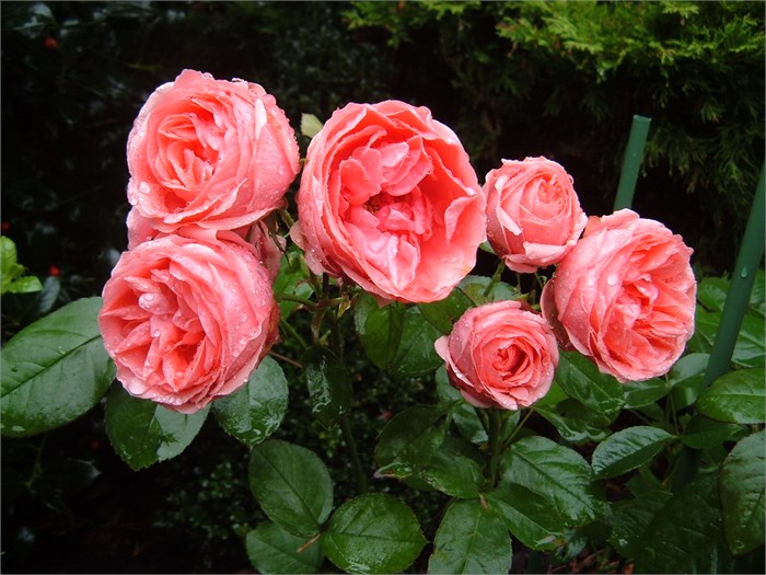 Роза куст-Rosa sp-Kimono-50cm--RS 5c4730ab-921d-11ef-0a80-1690001969bf
