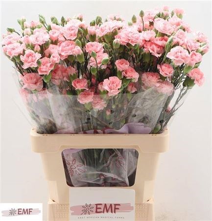Гвоздика куст-Dianthus tr-Tr Doobadoo-65cm 5c659c45-1177-11f0-0a80-0da3000f97a1