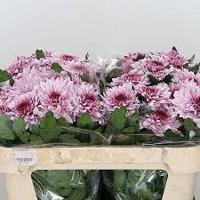Хризантема одн-Chrysant Gr-Pip Pretty-70cm-85gr 5c8074f3-1177-11f0-0a80-0da3000f97aa