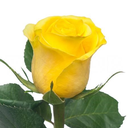 Роза-Rosa-Brighton-40cm-QA 5c8d3d93-10aa-11ee-0a80-01af0002636e