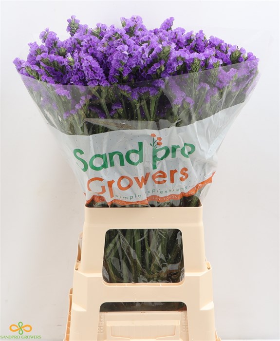 Лимониум-Limonium-S Pippa Wings-65cm-45gr 5cc895a8-41a8-11ee-0a80-05570019e926