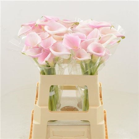 Калла-Zantedechia-Sweet Art--60cm 5cceb7e7-4512-11ee-0a80-005d004f8cfb
