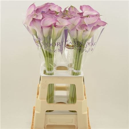Калла-Zantedechia-Denver-65cm 5ce0bc04-41a8-11ee-0a80-05570019e92f