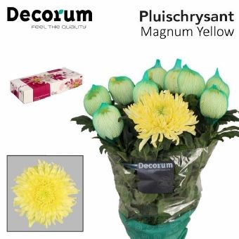 Хризантема одн-Chrysant Gr-Magnum Yellow-70cm-100gr 5ce7db87-185a-11ef-0a80-0f9c0021a509