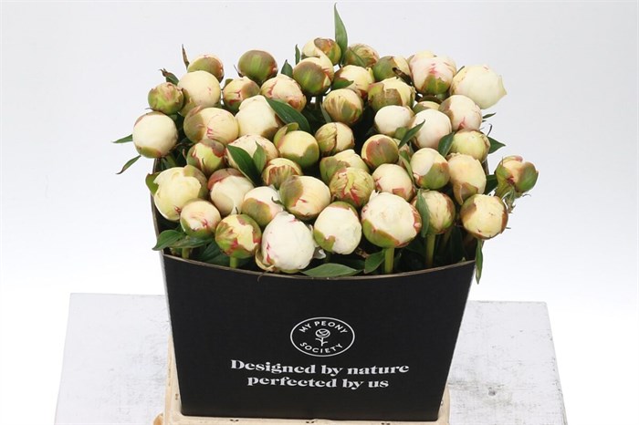 Пион-Paeonia-Mary E. Nicholls-55cm 5d10aa5e-185a-11ef-0a80-0f9c0021a51c
