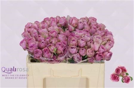 Роза куст-Rosa tr-Lavender Lace-50cm 5d97c0f5-bfa5-11ec-0a80-0b4c0007dad5