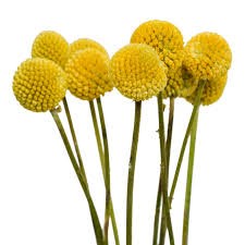 Краспедия-Craspedia-Pop-60cm--So 5d9e5ce1-50dc-11ef-0a80-0fa3002f6a3d