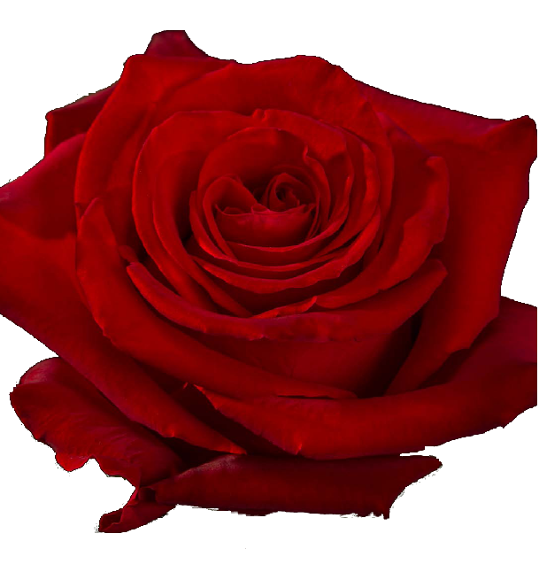 Роза-Rosa-Fortune-50cm--QA 5db628f3-05b4-11f1-0a80-0e2a0035af90